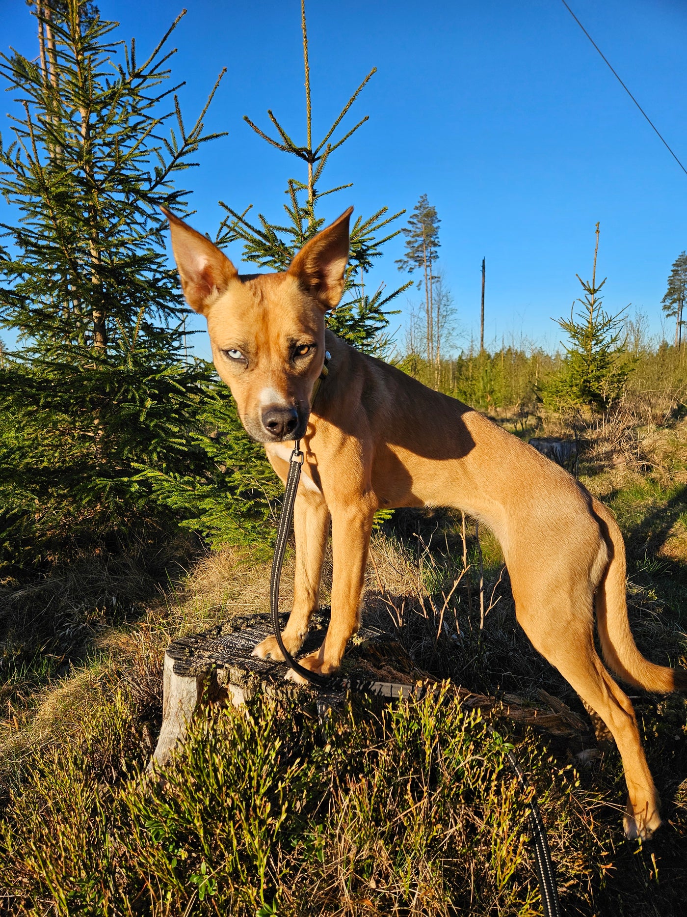 Tyro – Pälsvänners hund-testfamilj