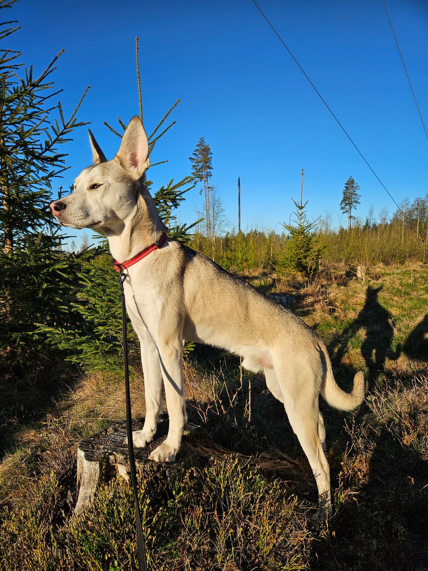 Dardanos – Pälsvänners hund-testfamilj
