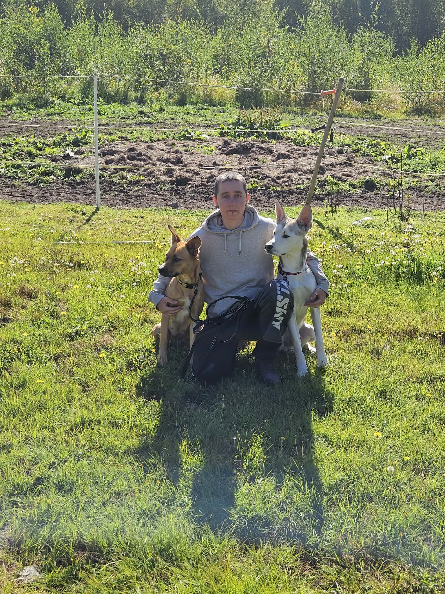 Linda, Dardanos och Tyro – Pälsvänners hund-testfamilj