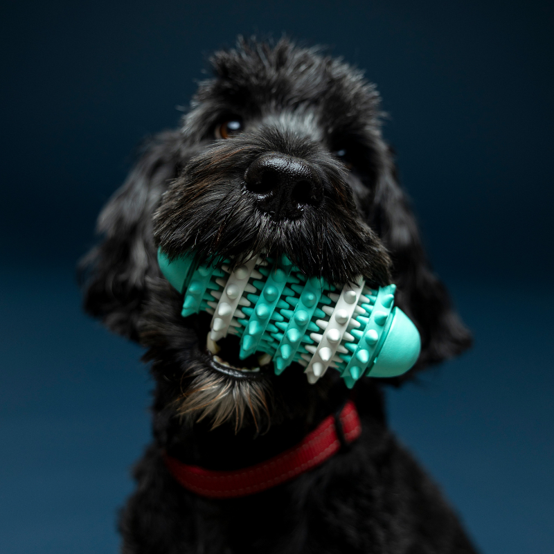 Denta Fun, rugbyboll, naturgummi,15 cm