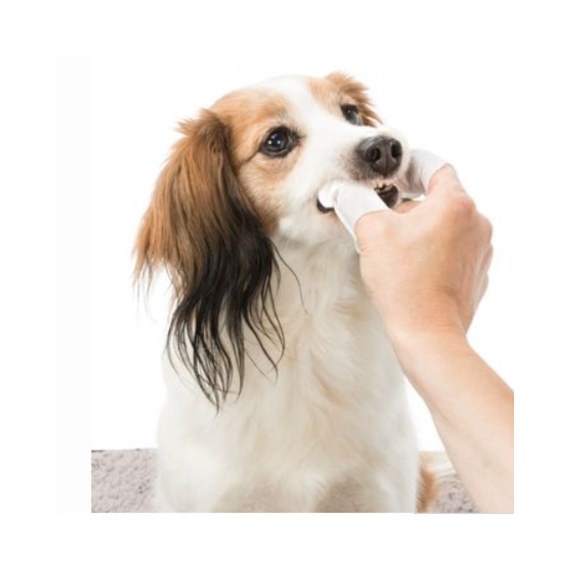 Person använder tandvårdspads på liten hund