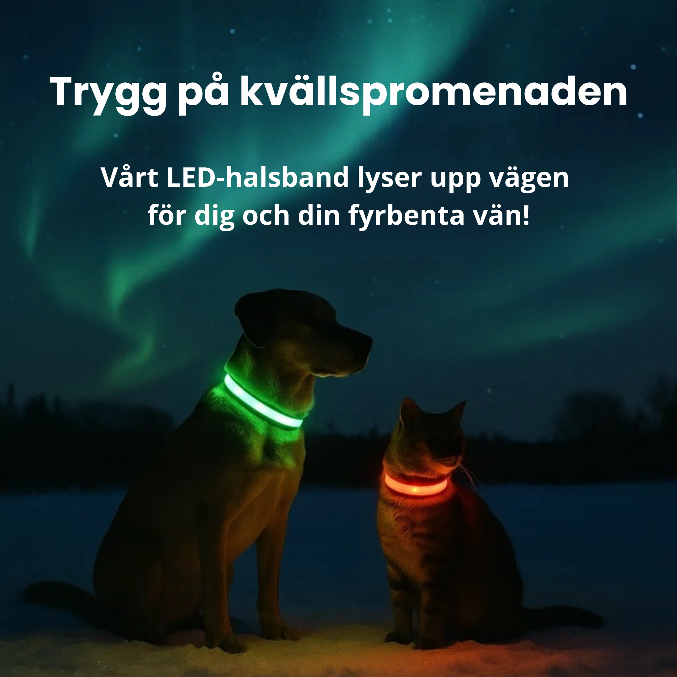 LED-halsband för Hund & Katt