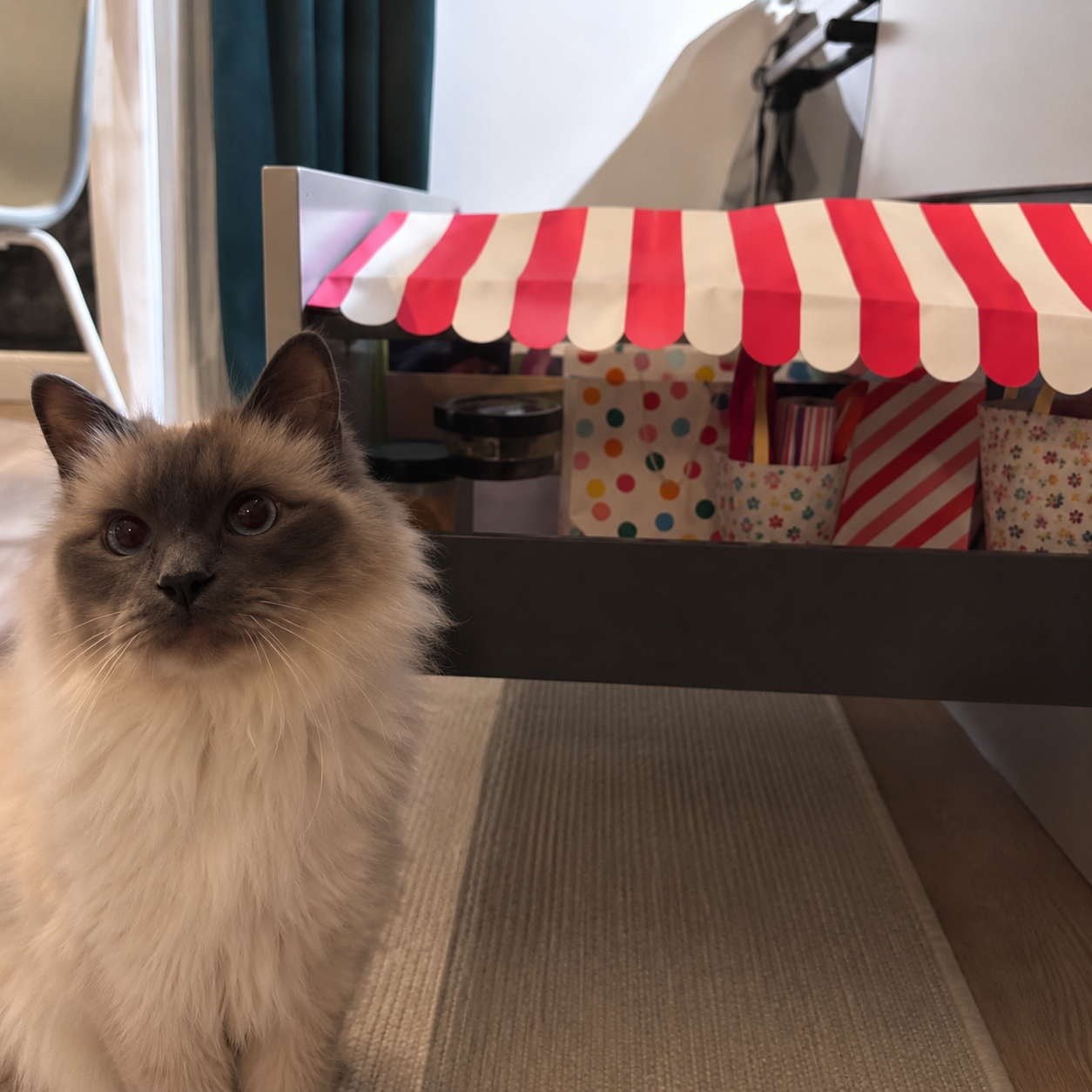 Odezza – Pälsvänners katt-testfamilj