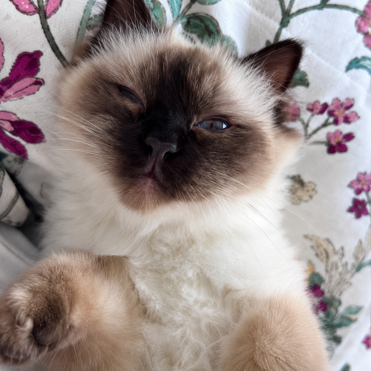 Ozzimon – Pälsvänners katt-testfamilj