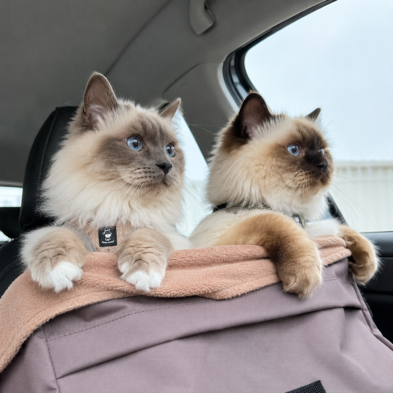 Ozzimon och Odezza tillsammans