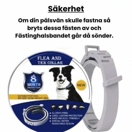 Fästinghalsband för både hund & katt