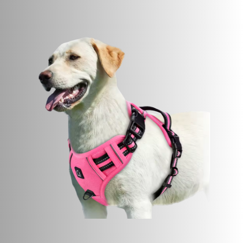 Hund-Sele-Rosa