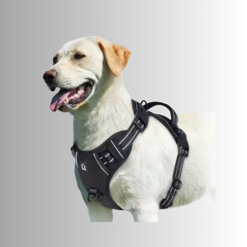 Hund-Sele-Svart
