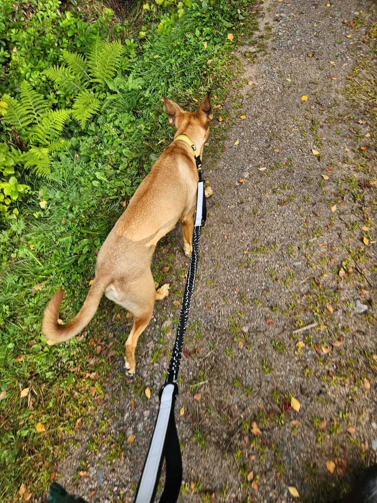 Promenad med handsfree midjebälte och elastiskt hundkoppel