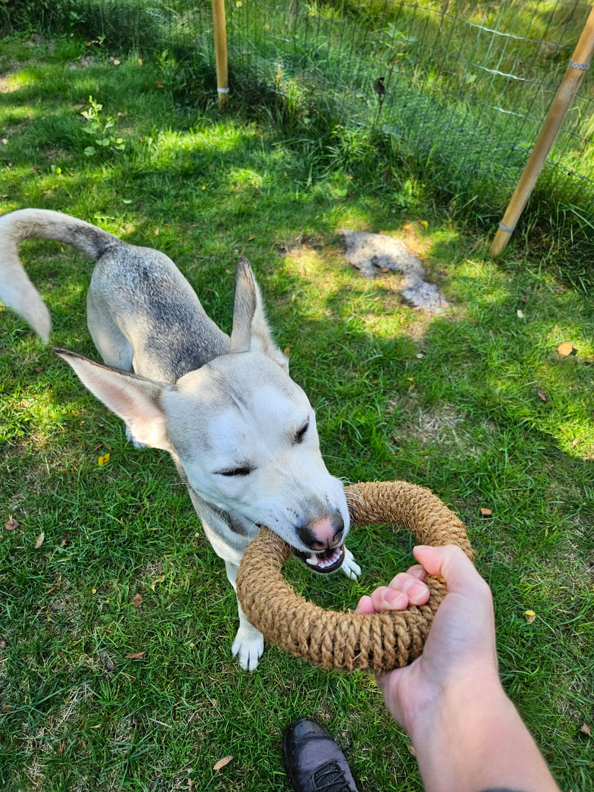Draglek med kokosring under Pälsvänners produkttest