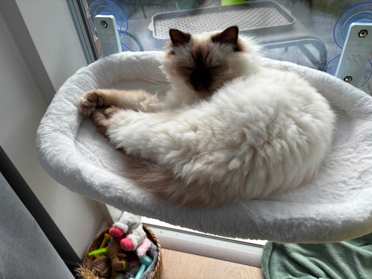Kattfamiljen testar fönsterbädd
