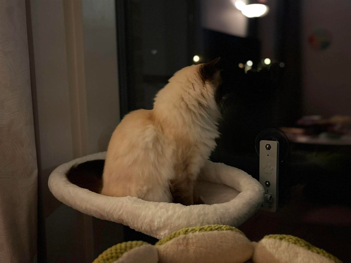 Katt använder fönsterbädd under Pälsvänners testfamiljsprogram