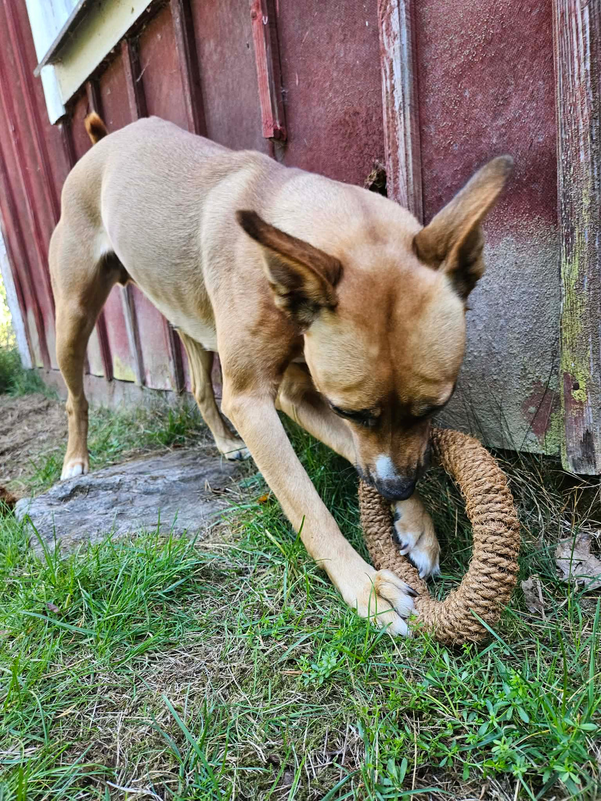 Hund testar kokosring under Pälsvänners testfamiljsprogram