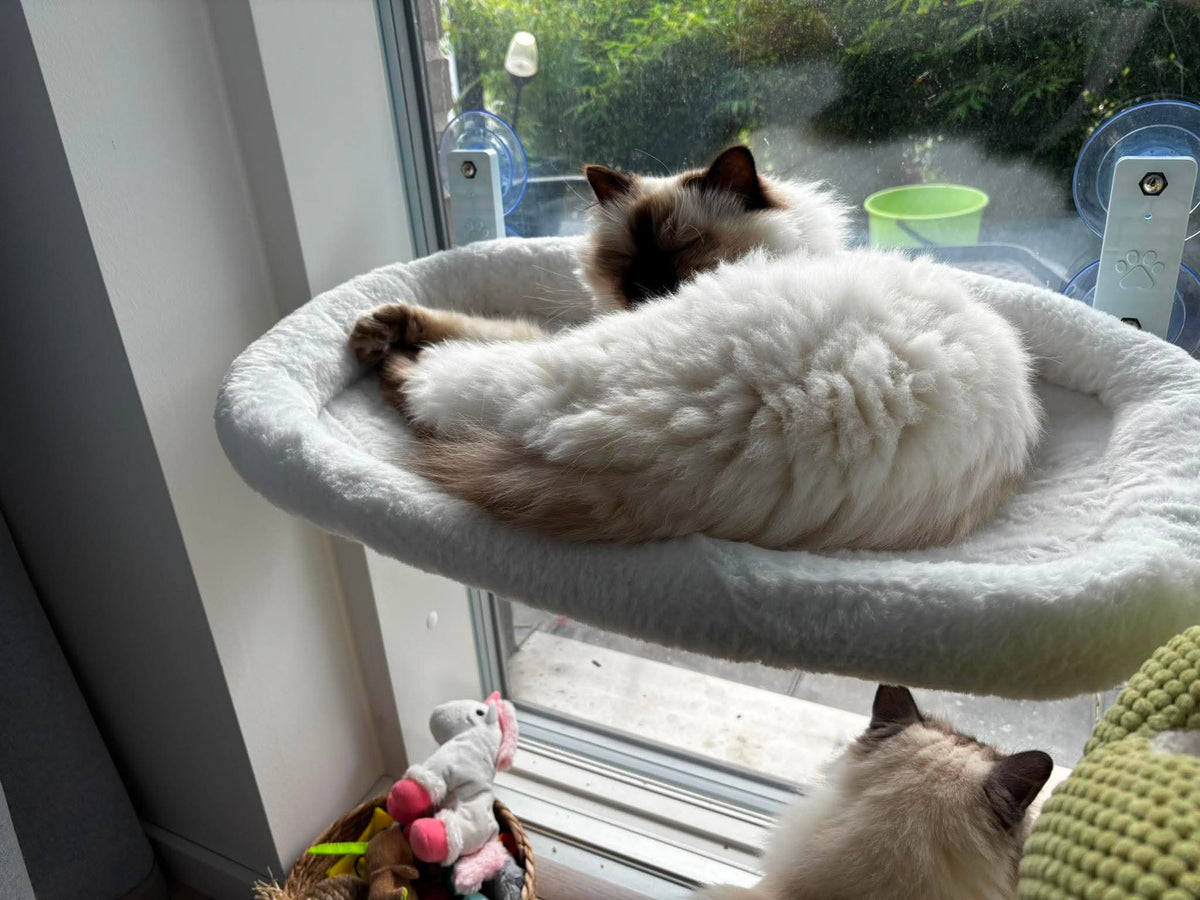 Katt vilar i fönsterbädd